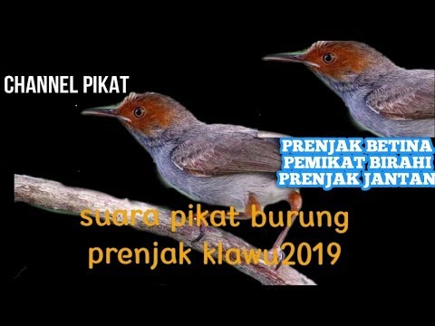 suara-pancingan-prenjak-betina-pemikat-birahi-prenjak-jantan