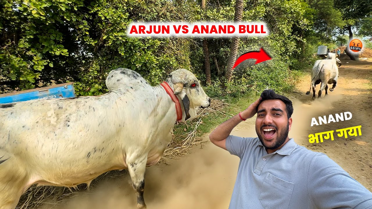 Arjun Vs Anand Bull Fight🤬⚔️Anand Bull Bhaag Gaya😱