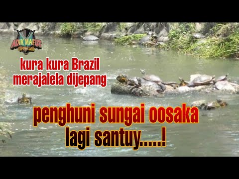 RIBUAN KURA KURA BRAZIL DIJEPANG HIDUP LIAR