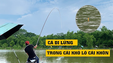 113. CÂU CÁ TRẮM ĐEN : Cá chỉ thở ổ, nhất quyết không đè...