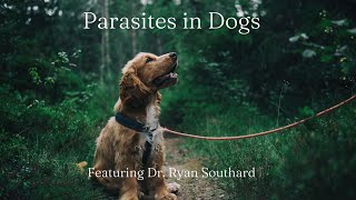 Everything You Need to Know About Dog Parasites