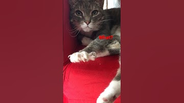 Lazy Cute Cat #shorts #video #cute #cat #lazy #sunday #animals #pets