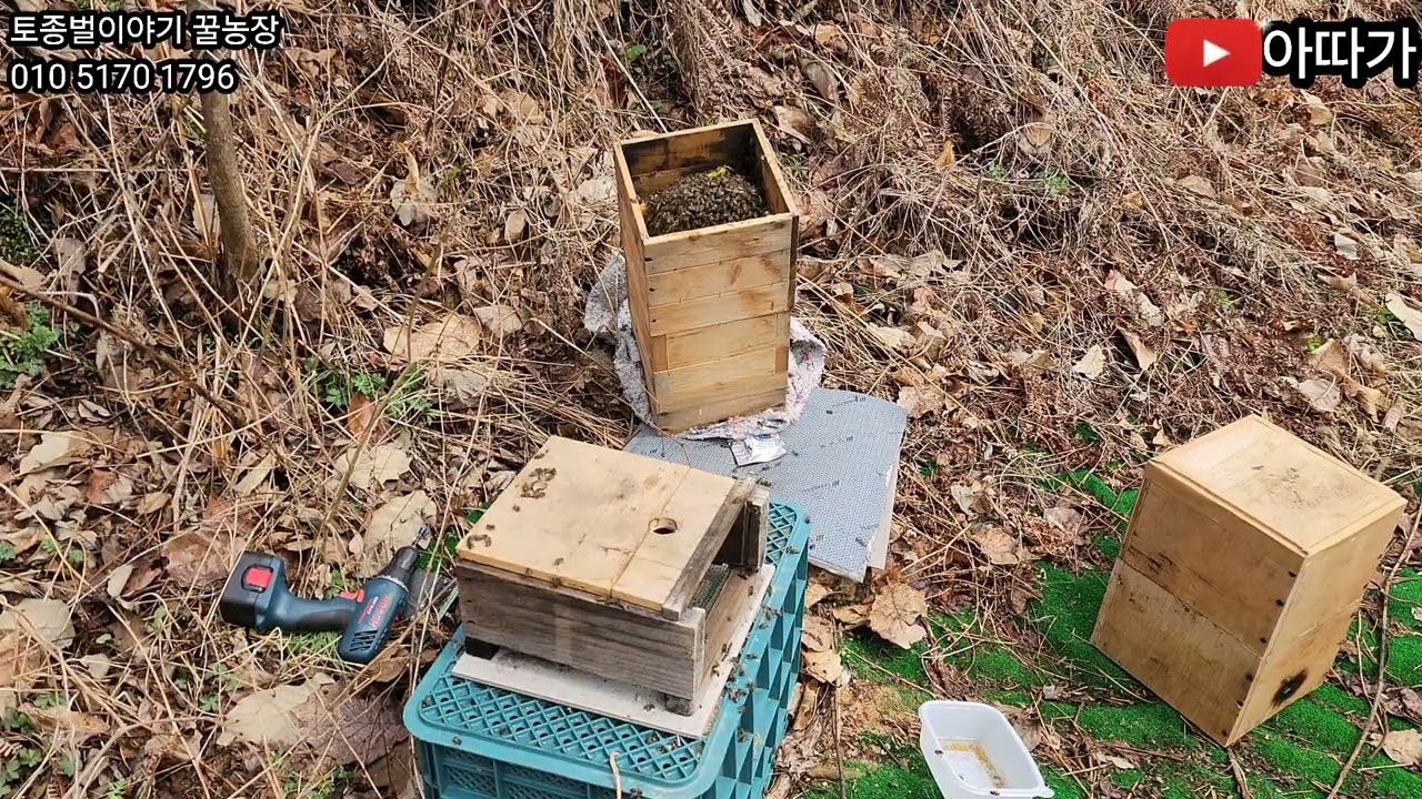 충격! 올해 첫 낭충봉아부패병 발병! 1차 대응 및 향후 대응 방향! #토종벌 #낭충봉아부패병
