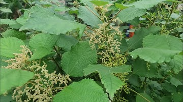 Giới Thiệu Công Dụng Tuyệt Vời Của Cây Gai