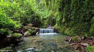 Morning forest sounds, magnificent birds chirping, beautiful bubbling water stream sound, ASMR