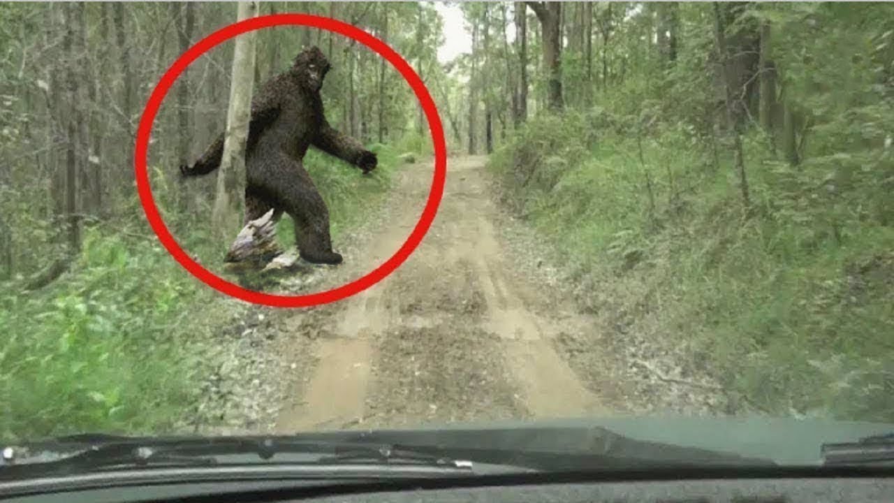 Bigfoots Caught On Camera Youtube