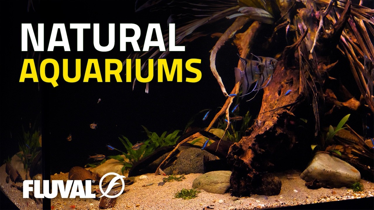 Escape into Nature | Relaxing Fluval Siena Cinematic Aquascapes