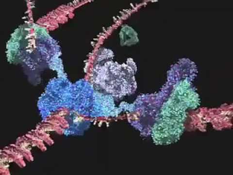 Video: Può essere terminato da Rho helicase?