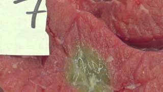 Ron Gill - BQA - Food Safety