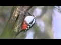 Great spotted Woodpecker drumming 30.04.16.
