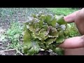 Comment cultiver la salade laitue du semis  la rcolte  tout en images