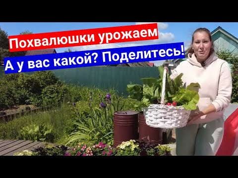 Грядки ломятся от урожая, прямо слюнки текут - щедрый урожай июня 2023.