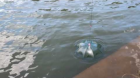 thử bắt cá bằng lồng bát quái -trap fish with bagua cage