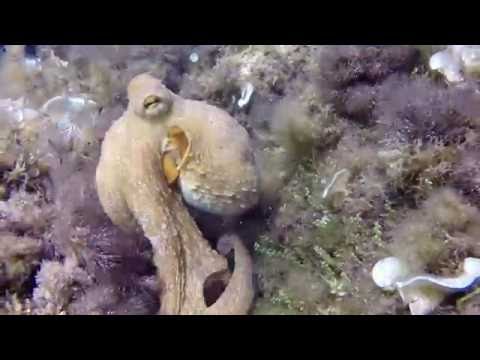 Elba Diving - Capo di Fonza - La secca di Fonza