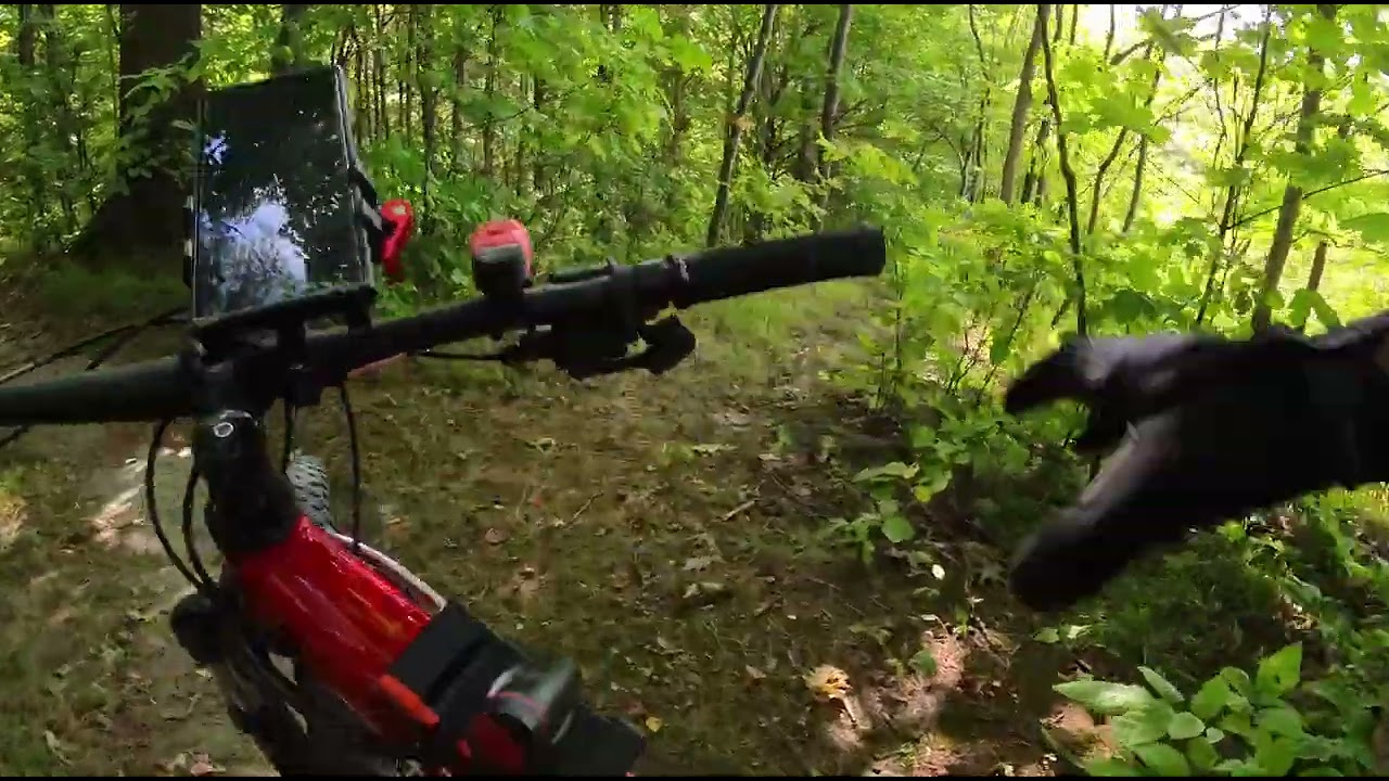 Hewicks bypass / Swift thistle