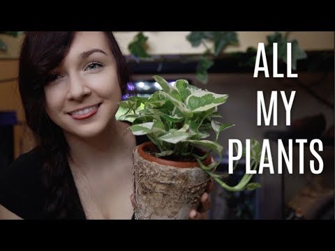 House Plant Tour! | All of My Plants