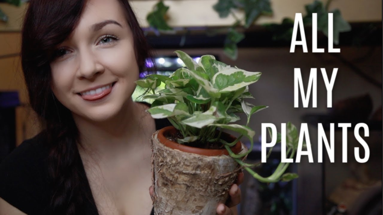 A Tour Of My Plants Youtube A Tour Of My Plants Youtube