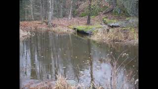 Yet Another Pond Time Lapse