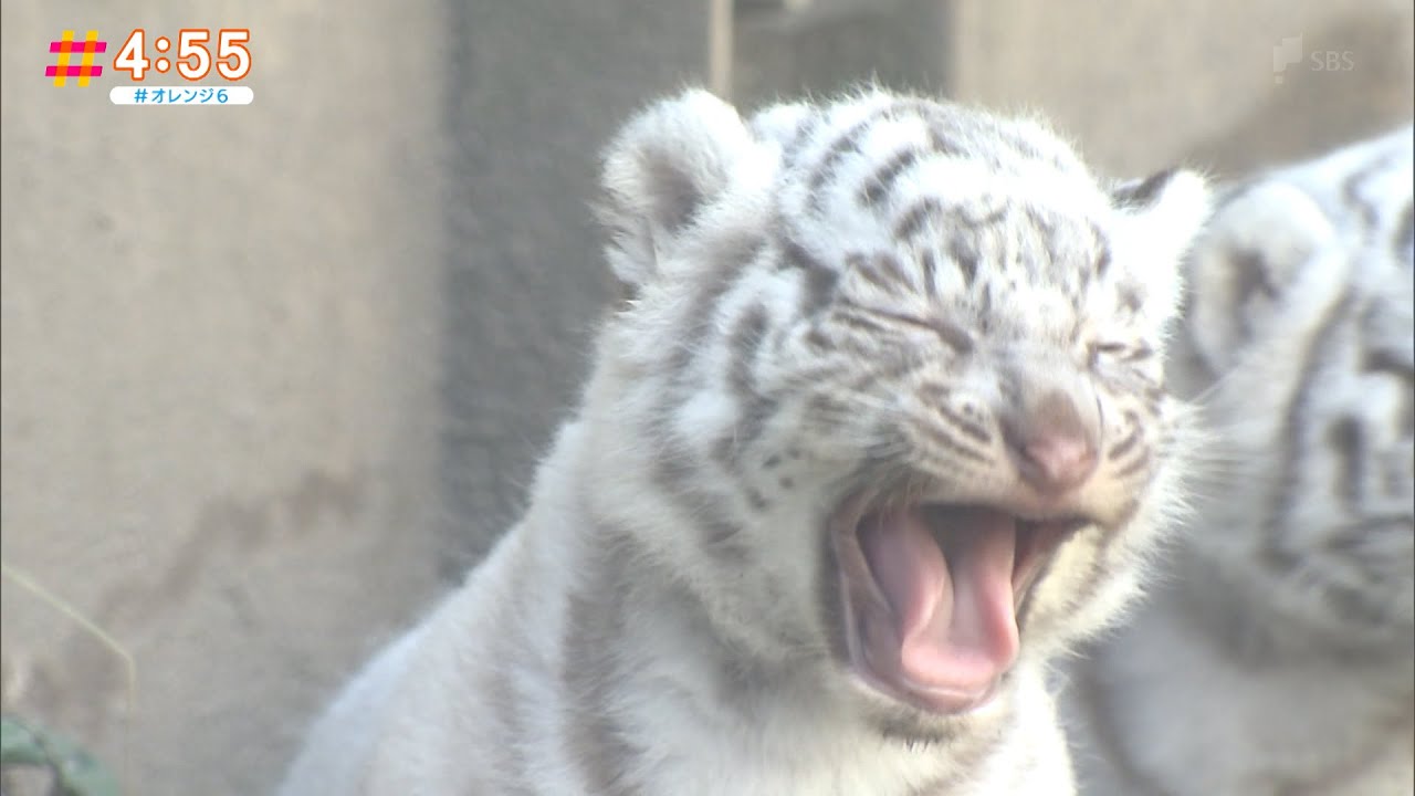 一般公開にかわいい ホワイトタイガーの赤ちゃんよちよち歩き 静岡県 Youtube