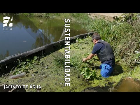 Vídeo: Protegendo Jacintos De Pragas