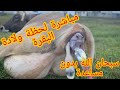 ولادة بقرة على المباشر سبحان الله / cow giving a birth