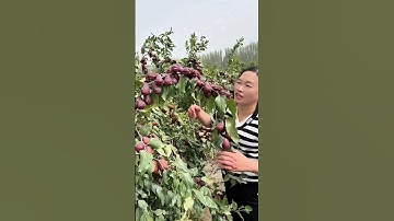 jujube trees pruning techniques #satisfying #pruning #shorts