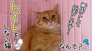 保護した野良猫がトイレに行ってくれません...