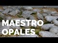 Maestro de los Opales | Canarios Francisco Muñoz (resubido)