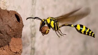 wasp builds unique nest for her young|(potter wasp) Wealth