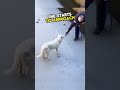 Man saved poor husky from deep pond  shorts heartwarming