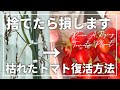 【ベランダ菜園】初心者必見!トマトは枯れても収穫できる|挿し木で復活ミニトマト栽培|How to revive a dying tomato plant|プランター栽培|シュガープラム