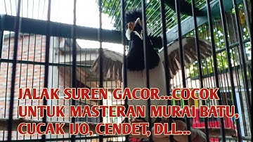 JALAK SUREN GACOR... COCOK UNTUK MASTERAN MURAI BATU, CUCAK IJO, CENDET, DLL...