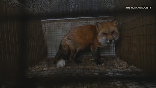 Year after Ashtabula fur farm rescue, some animals still recovering as Ohio weighs oversight gaps