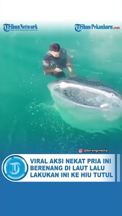Viral  Pria Ini Nekat Berenang di Laut Lalu Lakukan Ini ke Hiu Tutul