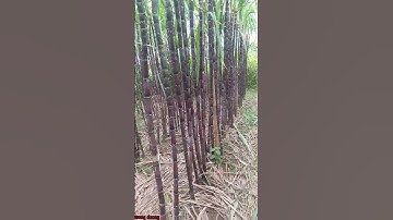 hàng cây mía tím #shorts #funny #subscribe