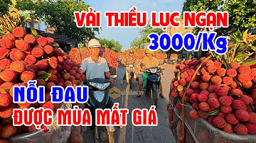 Vải thiều Lục Ngạn 3.000/kg - Nỗi đau được mùa mất giá.