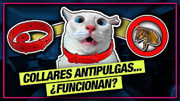 ¿Debo quitarme el collar antipulgas antes del baño?