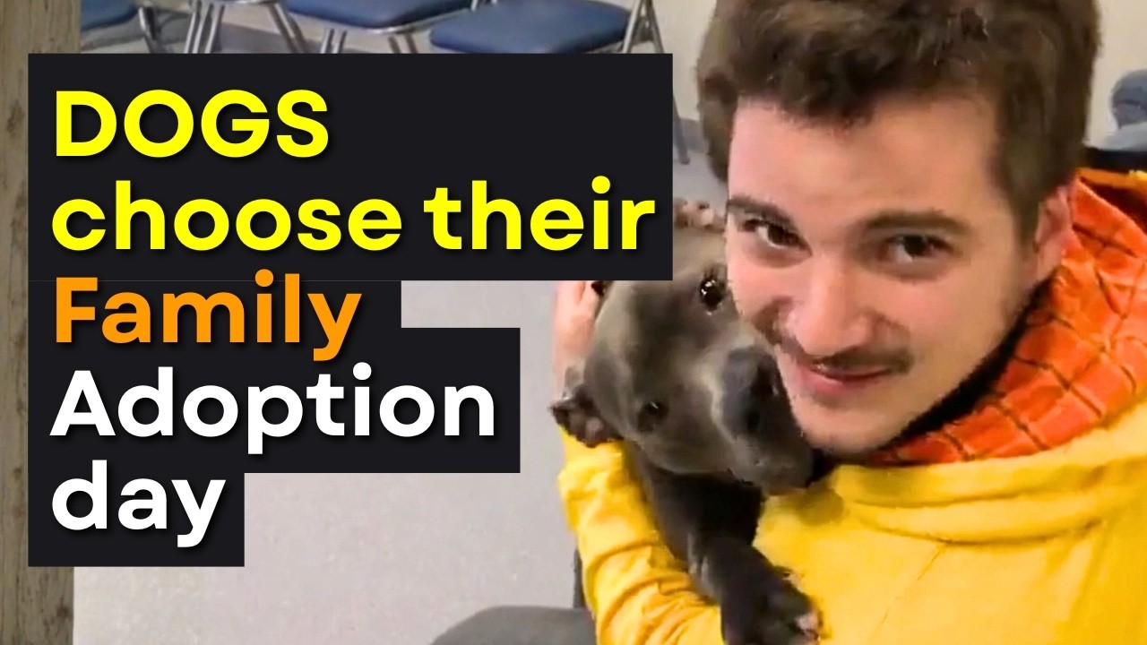 Human Adoption Event - Shelter Dogs Choose Their Person