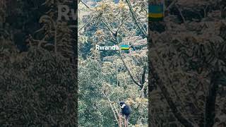 nyungwe forest rwanda #africa #nyungwe #tour #tourism #funny