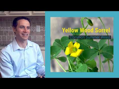 How To Deal With Yellow Summer Wood Sorrel