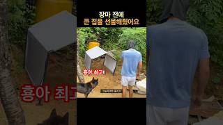 탈수 증세를 보이며, 거리를 떠돌던 노견 탄돌이에게, 새집을 선물해줬어요 #강아지구조