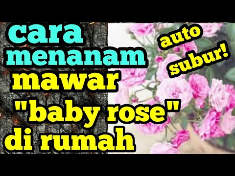 Video: Menanam Mawar Miniatur Dalam Ruangan – Cara Merawat Mawar Mini Dalam Ruangan