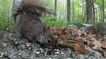 Forest Squirrels and Chipmunks Sharing a Meal - 10 Hours - May 30, 2022