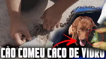 O que acontece se o cachorro comer caco de vidro?