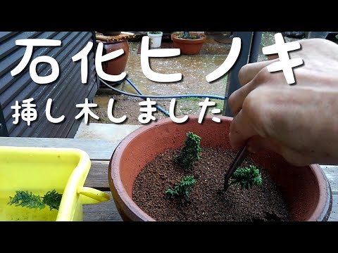 Video: Hinoki False Cypress Information - Wie man eine Hinoki-Zypresse züchtet