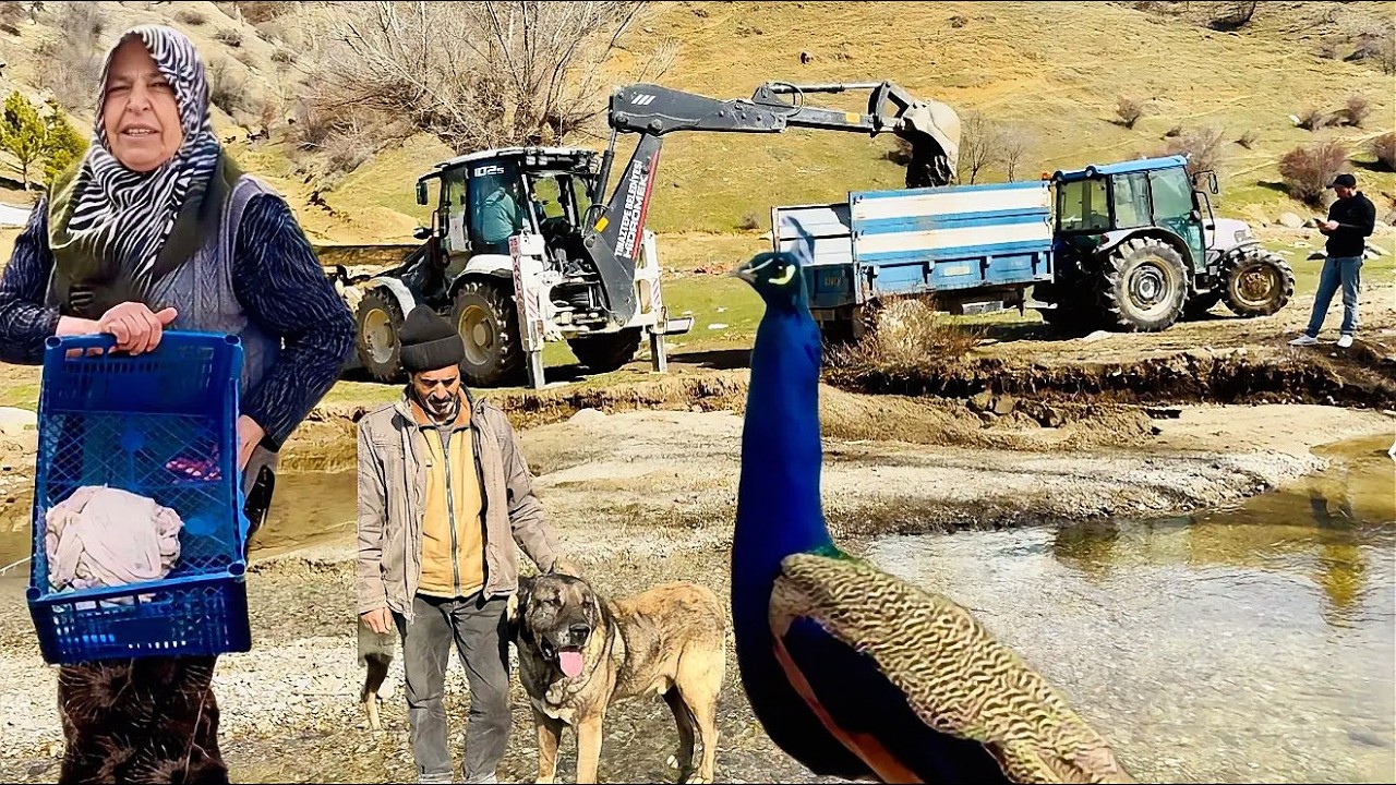 220 YUMURTA KONTROL EDİLİYOR / KÖPEKLERİN KOYUN AŞKI / DAĞDA YAŞAYAN AİLE BUGÜN NE YAPTI