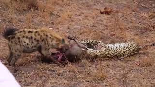 Amazing Hyena Save Impala From Cheetah Hunting Leopard Hunting Fail Leopard Vs Hyena   YouTube