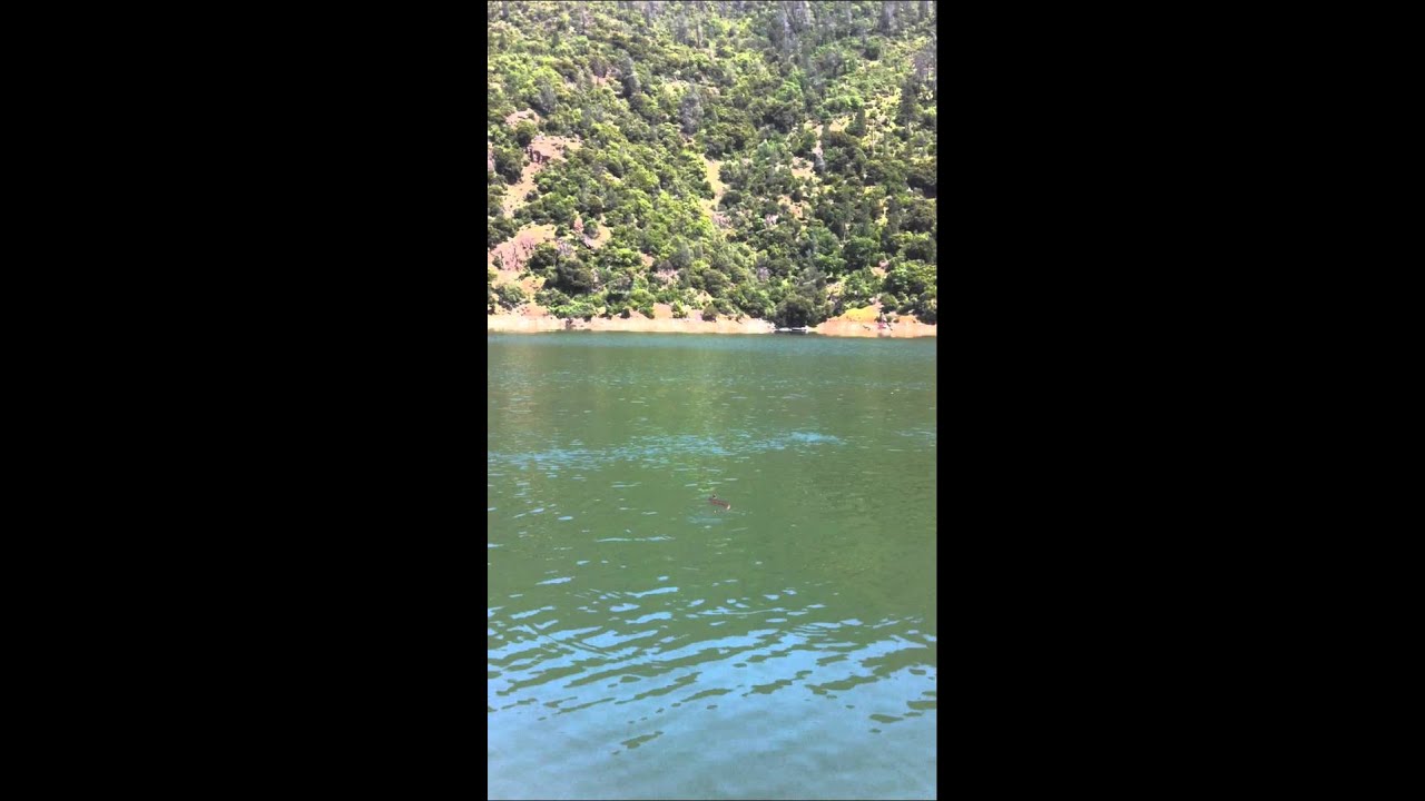 Rattlesnake in the lake YouTube