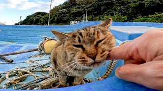 舟の上で寝ていた野良猫に近づいて撫でると喜んで降りてきた