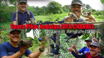 SUARA PIKAT ANDALAN JAYA CHANNEL Kutilang Ribut Kombinasi Suara Burcil mp3 -DiJamin Paling Ampuh100%